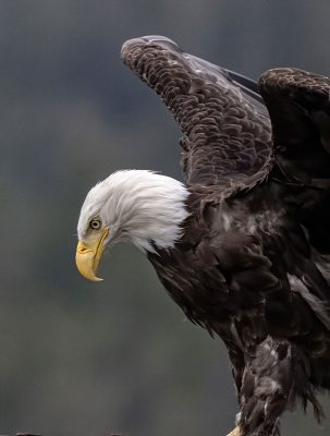 Bald Eagle, Juneau