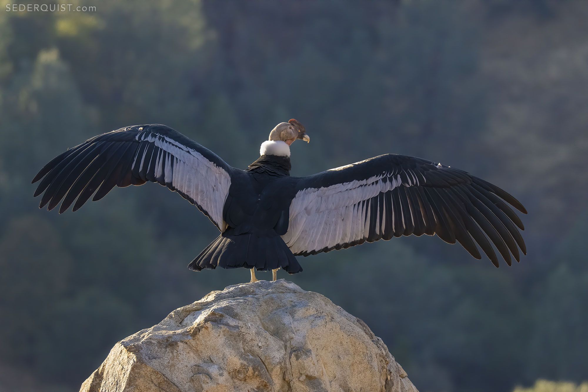 Andean Condor With Ten Foot Wingspan Betty Sederquist Photography Andean Condor With Ten Foot Wingspan Betty Sederquist Photography