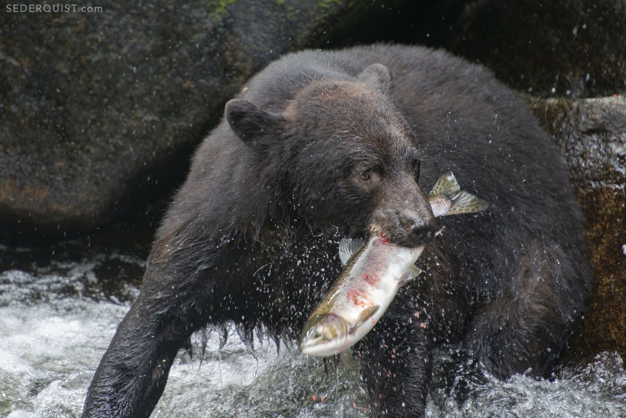 Black Bear and Fresh Caught Salmon, Anan Creek - Betty Sederquist ...