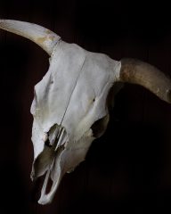 Old Cow Skull