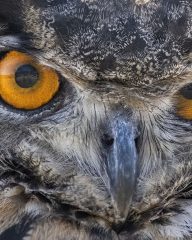 Owl Eyes Owl Eyes