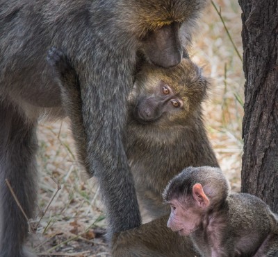 Baboon Family, Tarangire National Park, Tanzania