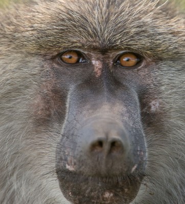 Baboon closeup