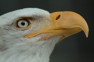 Bald Eagle Closeup, Alaska