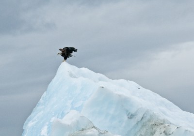 Bald Eagle on Iceberg, Alaska