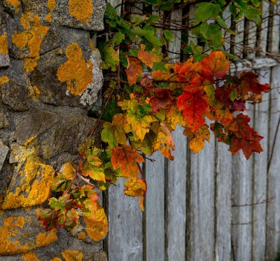 Bar Harbor Fall Colors