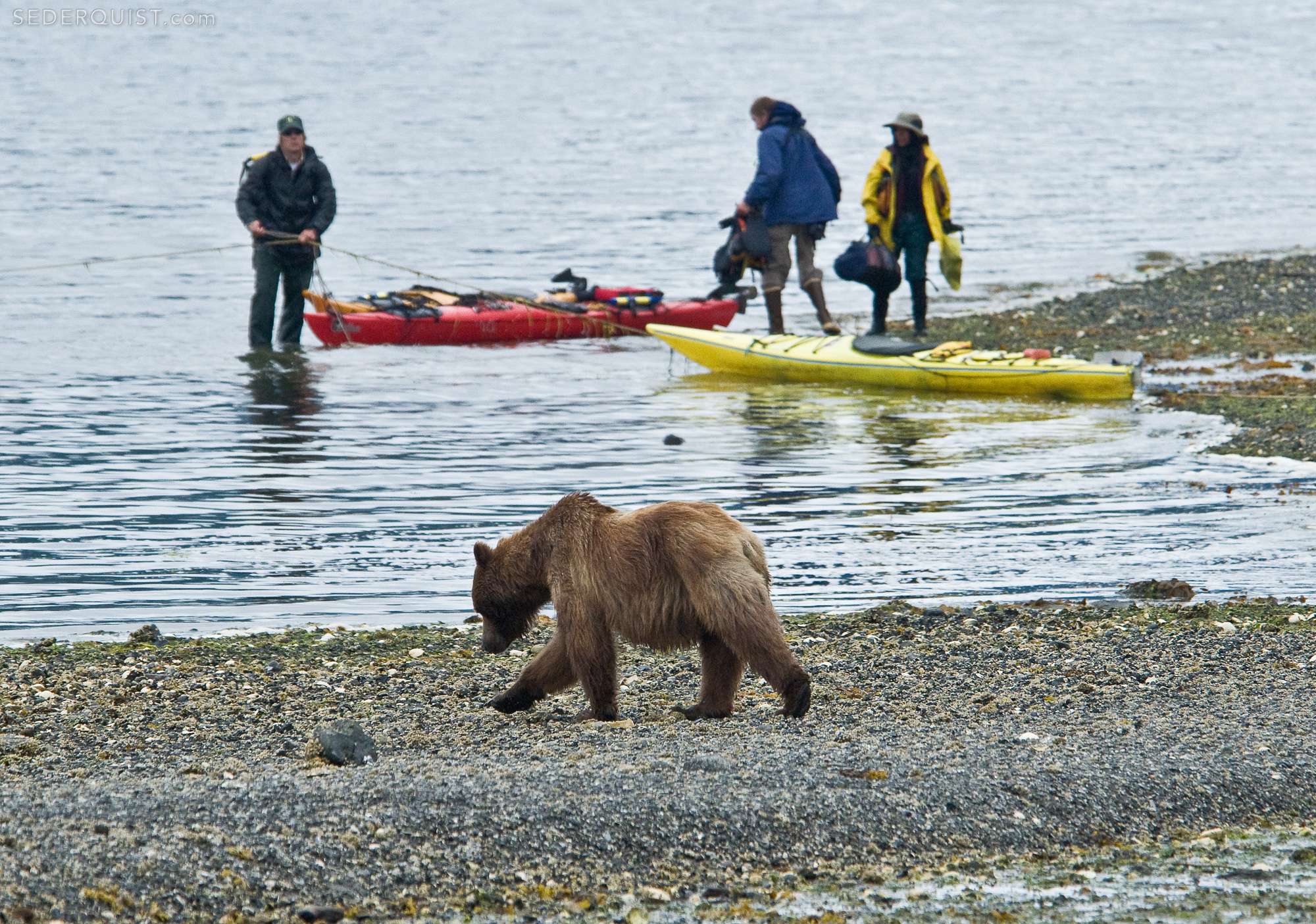 Bear and Kayaker at Pack Creek, Alaska Betty Sederquist Photography