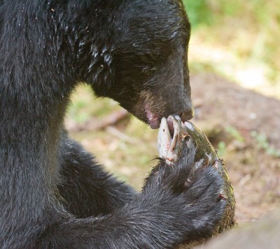 Close Up of Bear Eating Salmon, Anan Creek, Alaska