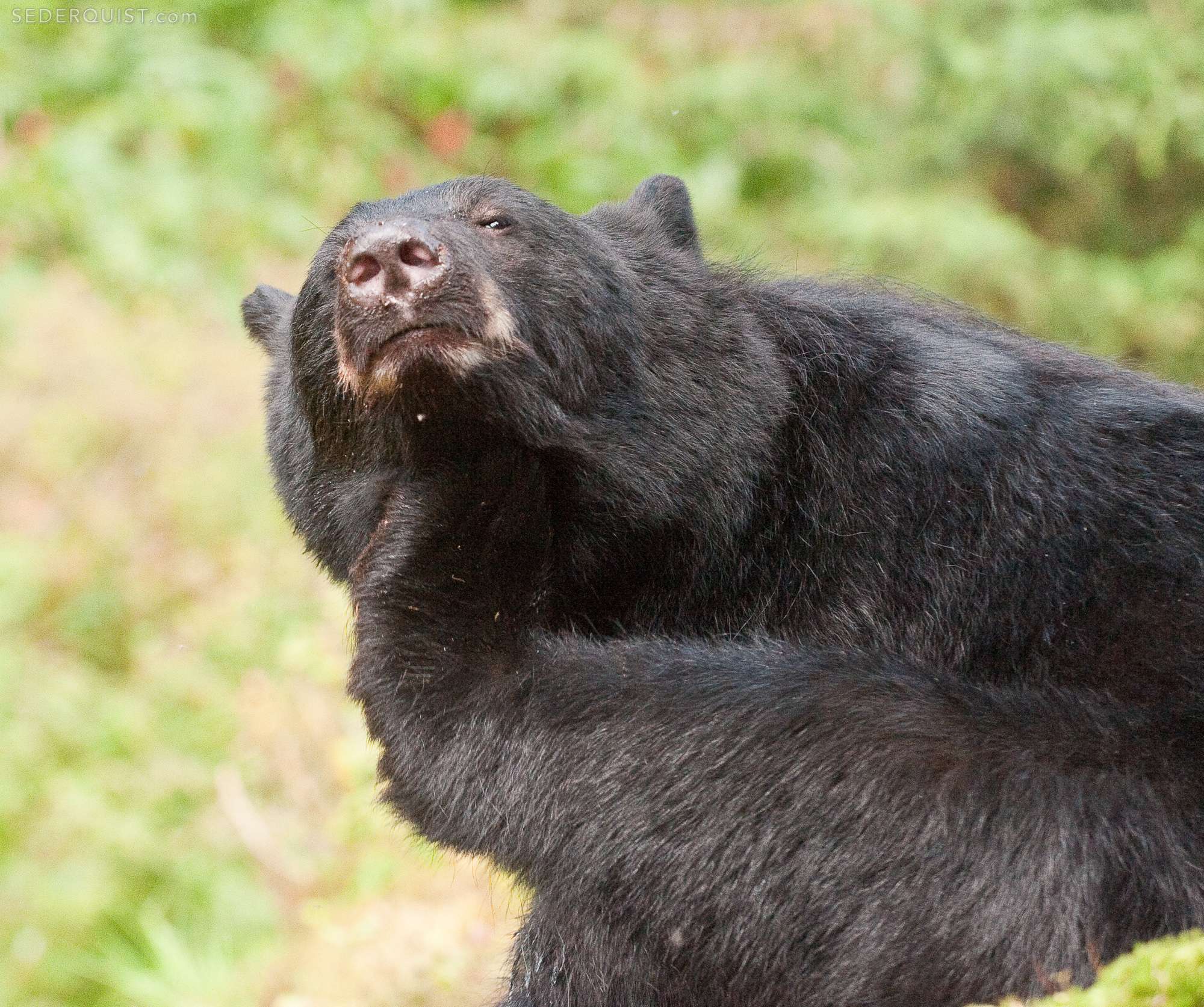Black Bear Scratching, Anan Creek, Alaska Betty Sederquist Photography