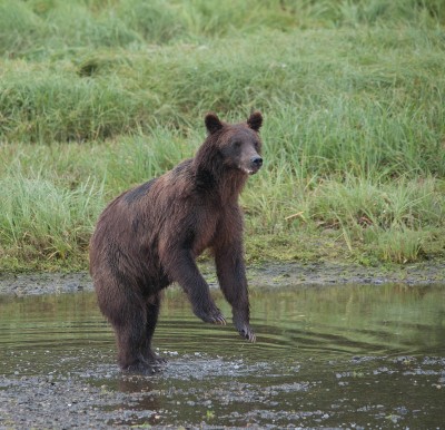Brown Bear Standing, Pack Creek, Alaska