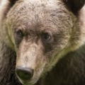Borwn Bear Closeup