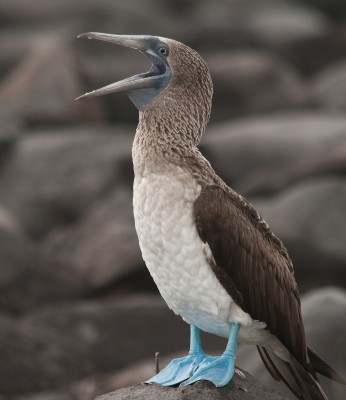Blue Footed Booby