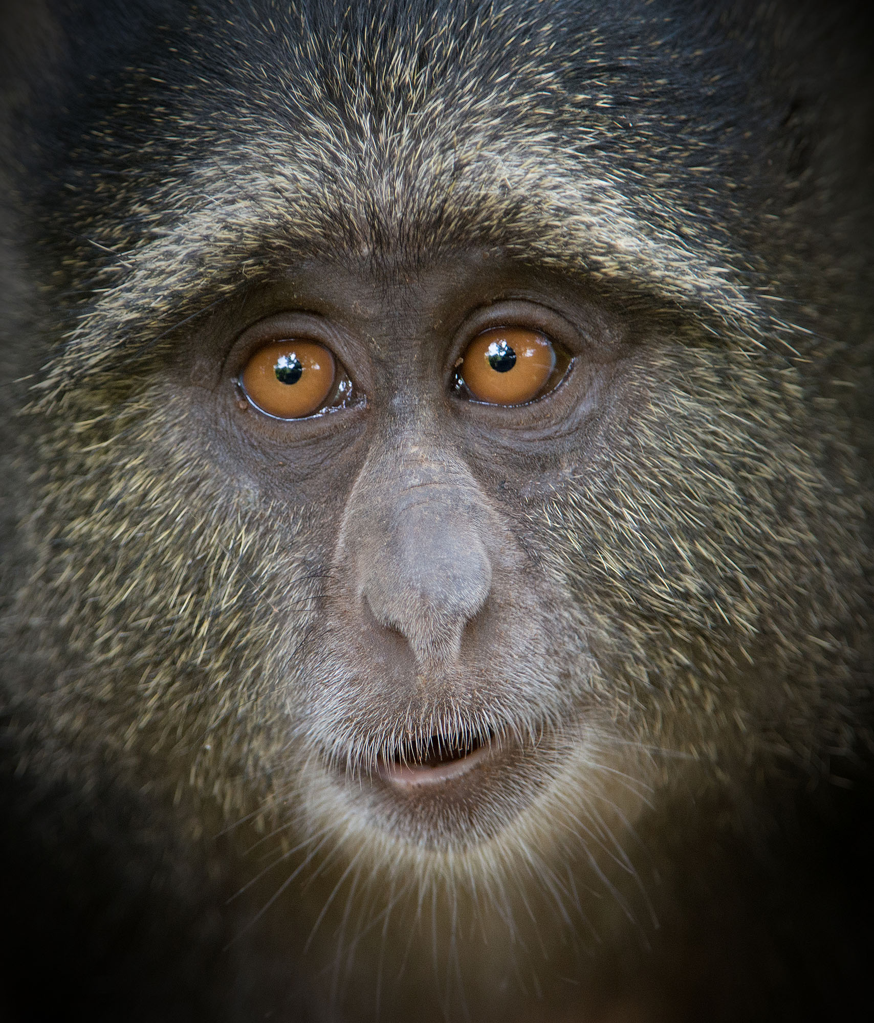 blue monkey lovey
