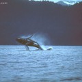 breaching humpback whale, Prince William Sound, Alaska