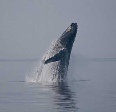 Breaching Humpback Whale, Frederick Sound, Alaska