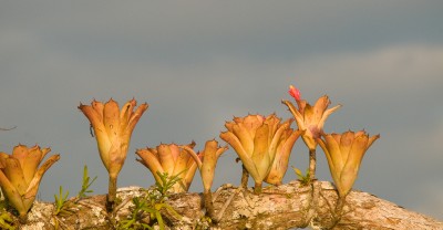 Bromeliads, Cuyabeno Reserve, Amazon