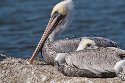Brown Pelican, Elkhorn Slough, Moss Landing