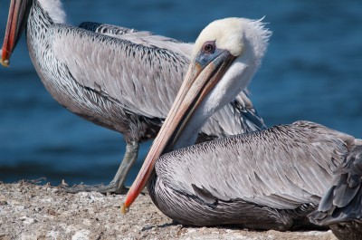 Brown Pelican, Elkhorn Slough, Moss Landing