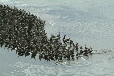 Brown Pelicans, Russian River at Jenner