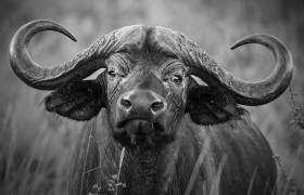 Cape Buffalo, Ngorongoro Crater