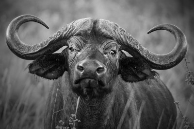 Cape Buffalo, Ngorongoro Crater