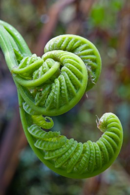 Strange Cloud Forest Ferns, Cloud Forest, Ecuador