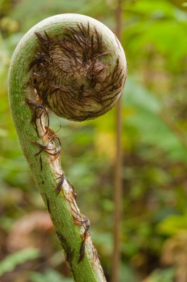 Cloud Forest Fiddlehead, Ecuador