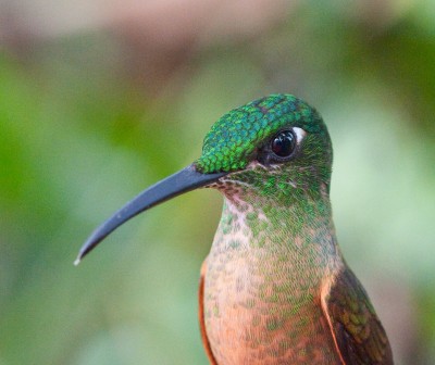 Hummingbird, Cloud Forest, Ecuador