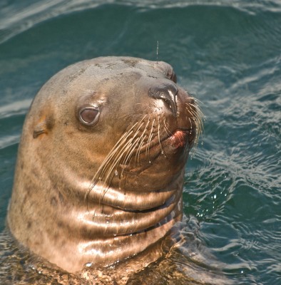 Curious Steller Sea Lion, Alaska