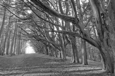 Rows of Cypress Trees, Half Moon Bay