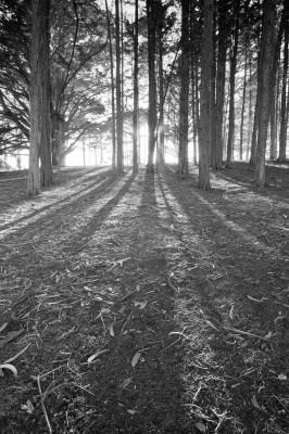Cypress Trees and Shadows, Half Moon Bay