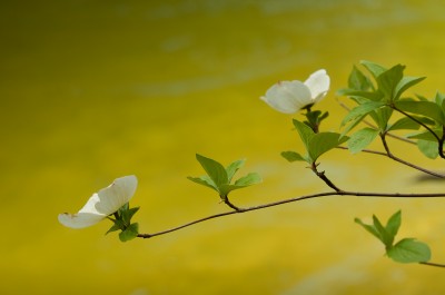 Dogwoods are Backlit by the Sunlit Merced River, Yosemite
