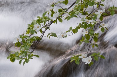 Merced River and Dogwood Blossoms, Yosemite
