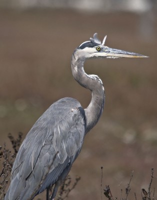 great blue heron