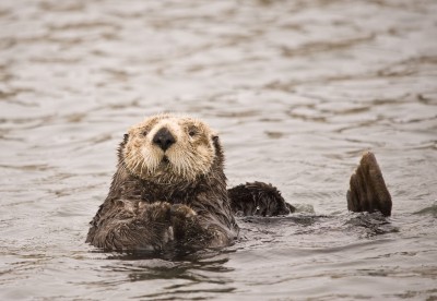 sea otter