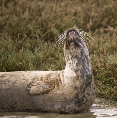 harbor seal