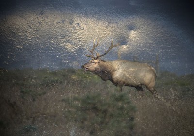 Bull Elk in Rut