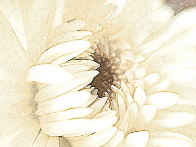Flower Closeup