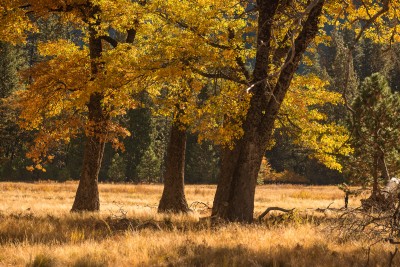 Autumn, El Capitan Meadow, Yosemite