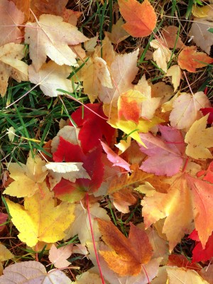Multicolored Liquid Amber Leaves