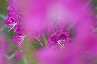 Fireweed Closeup, Juneau, Alaska
