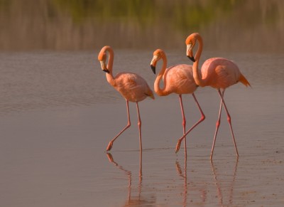 Flamingos in the Galapagos