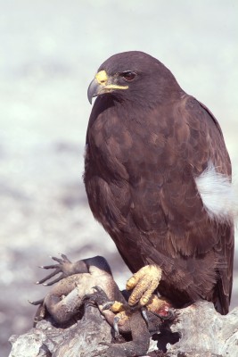 Galapagos Hawk with Dead Iguana