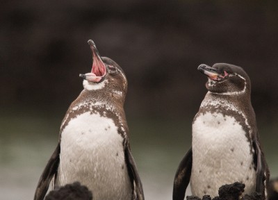 Galapagos Penguin
