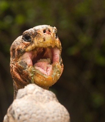 Galapagos Tortoise Eating
