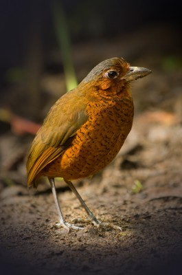 Rare Giant Antpitta, Cloud Forest, Ecuador