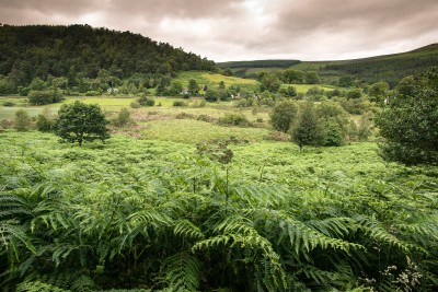 Irish Countryside Near Glendalough