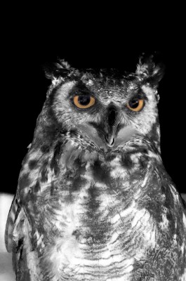 Great Horned Owl
