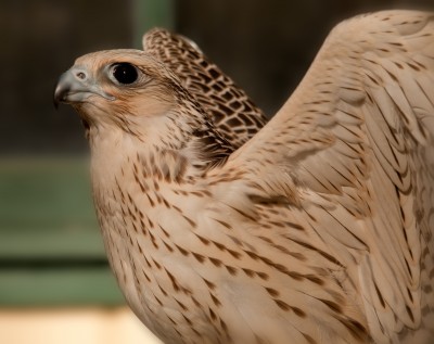 Gyrfalcon