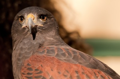 Harris Hawk